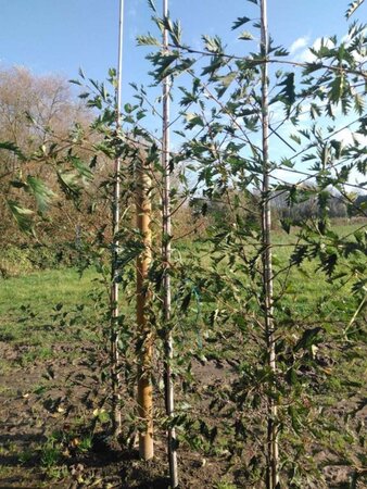 Alnus glutinosa 'Laciniata' 6-8 cm wortelgoed geveerd - afbeelding 1