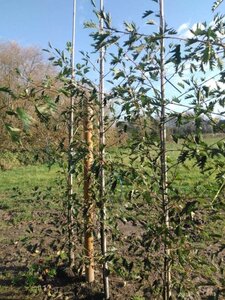 Alnus glutinosa 'Laciniata' 6-8 cm wortelgoed geveerd - afbeelding 1