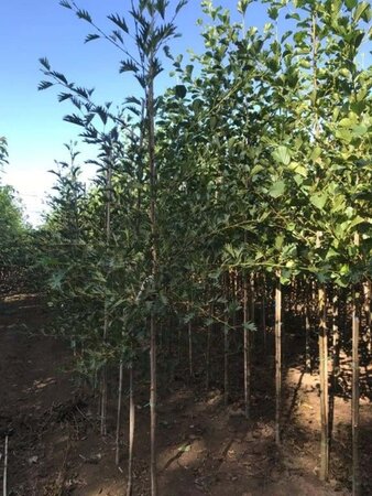 Alnus glutinosa 'Laciniata' 6-8 cm wortelgoed geveerd - afbeelding 2