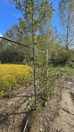 Alnus glutinosa 'Laciniata' 8-10 cm wortelgoed geveerd - afbeelding 1