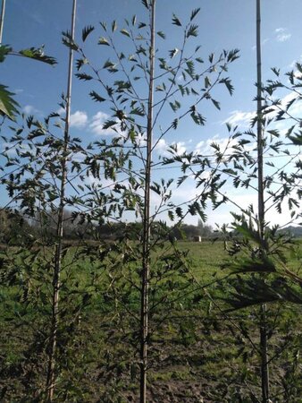 Alnus glutinosa 'Laciniata' 8-10 cm wortelgoed geveerd - afbeelding 2