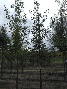 Alnus glutinosa 10-12 cm wortelgoed geveerd - afbeelding 5