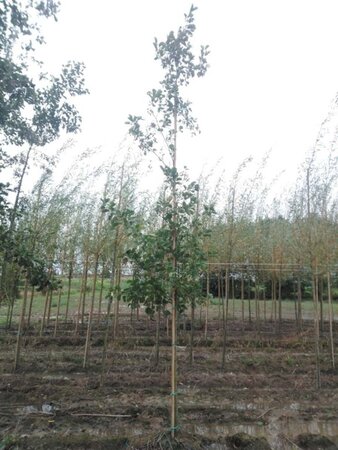 Alnus glutinosa 12-14 Hoogstam wortelgoed 2 X verplant - afbeelding 5