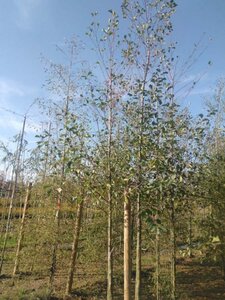 Alnus glutinosa 12-14 Hoogstam wortelgoed 2 X verplant - afbeelding 7