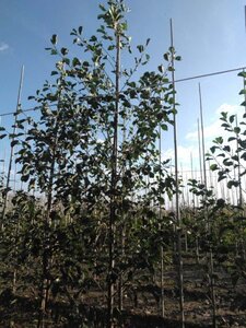 Alnus glutinosa 12-14 cm wortelgoed geveerd 2 X verplant - afbeelding 1