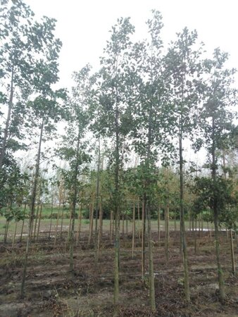 Alnus glutinosa 14-16 Hoogstam wortelgoed 2 X verplant - afbeelding 5