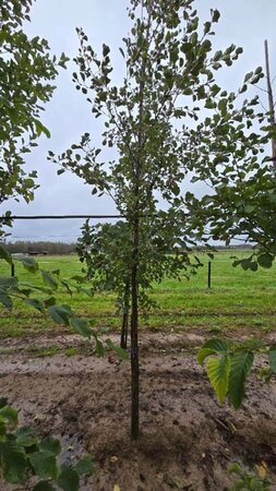 Alnus glutinosa 14-16 Hoogstam wortelgoed 2 X verplant - afbeelding 6