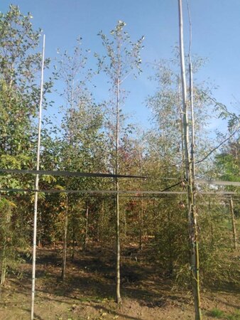 Alnus glutinosa 14-16 Hoogstam wortelgoed 2 X verplant - afbeelding 7