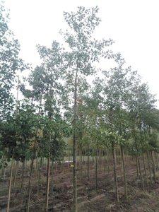 Alnus glutinosa 16-18 Hoogstam draadkluit 3 X verplant - afbeelding 5