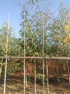 Alnus glutinosa 18-20 Hoogstam draadkluit 3 X verplant - afbeelding 8