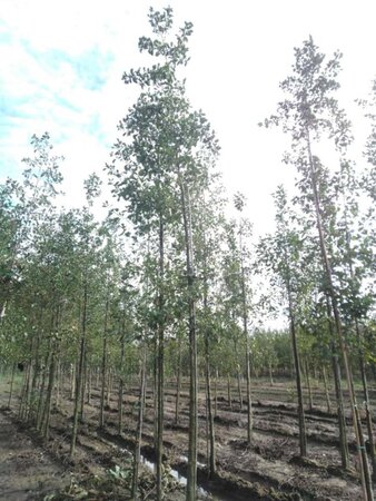 Alnus glutinosa 18-20 Hoogstam draadkluit 3 X verplant - afbeelding 6