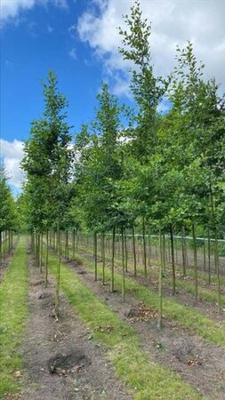 Alnus glutinosa 18-20 Hoogstam draadkluit 3 X verplant - afbeelding 5