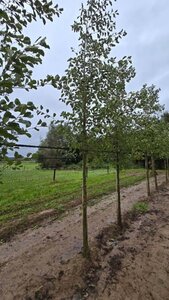 Alnus glutinosa 18-20 Hoogstam draadkluit 3 X verplant - afbeelding 7