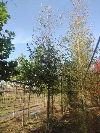 Alnus glutinosa 20-25 Hoogstam draadkluit 3 X verplant - afbeelding 3