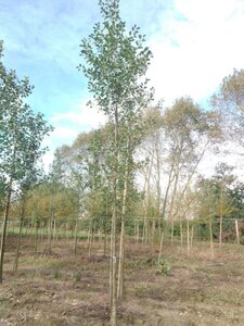 Alnus glutinosa 20-25 Hoogstam draadkluit 3 X verplant - afbeelding 2