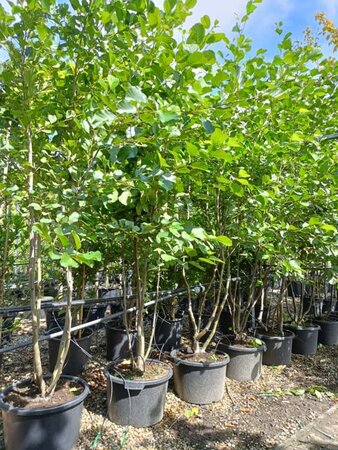 Alnus glutinosa 250-300 cm draadkluit meerstammig