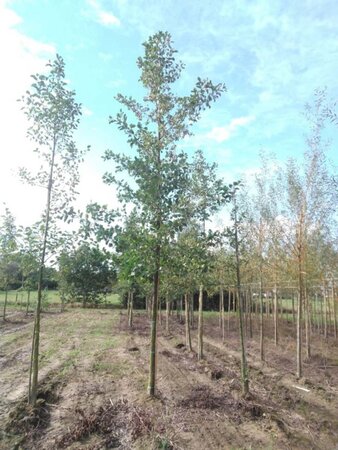 Alnus glutinosa 25-30 Hoogstam draadkluit 3 X verplant