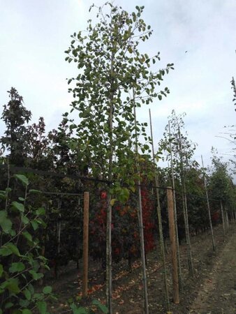 Alnus incana 14-16 Hoogstam wortelgoed 2 X verplant - afbeelding 6