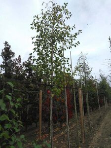 Alnus incana 14-16 Hoogstam wortelgoed 2 X verplant - afbeelding 6