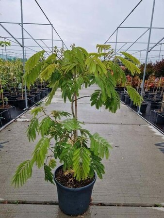 Albizia julibr. Ombrella 100-125 cm cont. 18L