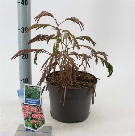 Albizia julibr. Ombrella 70-80 cm cont. 3,0L met stok - afbeelding 1