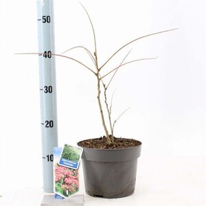 Albizia julibr. Ombrella 70-80 cm cont. 3,0L met stok - afbeelding 2