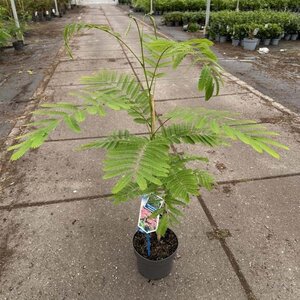 Albizia julibr. Ombrella 70-80 cm cont. 3,0L met stok - afbeelding 3