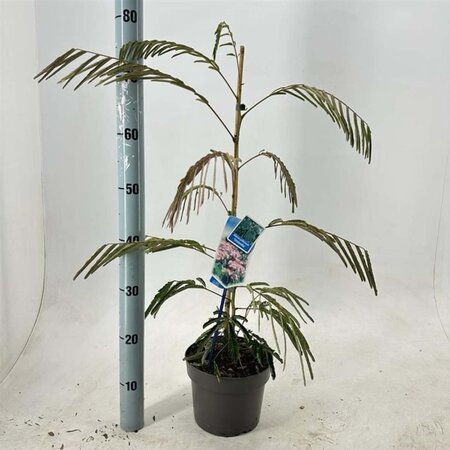 Albizia julibr. Ombrella 70-80 cm cont. 3,0L met stok - afbeelding 4