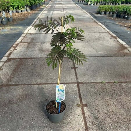 Albizia julibr. 'Summer Chocolate' 70-80 cm cont. 3,0L met stok - afbeelding 1