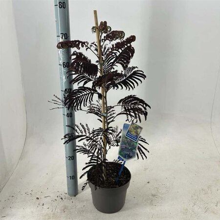 Albizia julibr. 'Summer Chocolate' 70-80 cm cont. 3,0L met stok - afbeelding 2