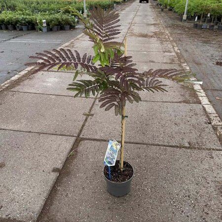 Albizia julibr. 'Summer Chocolate' 70-80 cm cont. 3,0L met stok - afbeelding 3