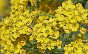 Alyssum montanum 'Berggold' geen maat specificatie 0,55L/P9cm - afbeelding 1