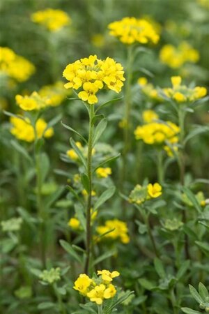 Alyssum montanum 'Berggold' geen maat specificatie 0,55L/P9cm - afbeelding 2