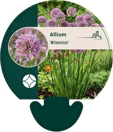 Allium 'Millenium' geen maat specificatie 0,55L/P9cm - afbeelding 1