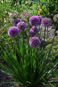 Allium 'Millenium' geen maat specificatie 0,55L/P9cm - afbeelding 3