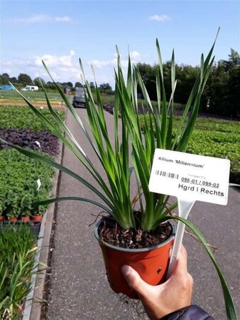 Allium 'Millenium' geen maat specificatie 0,55L/P9cm - afbeelding 5