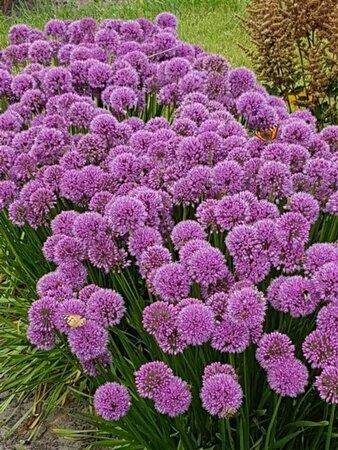 Allium 'Millenium' geen maat specificatie 0,55L/P9cm - afbeelding 4