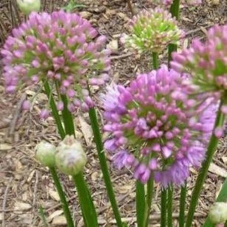 Allium 'Millenium' geen maat specificatie 0,55L/P9cm - afbeelding 2