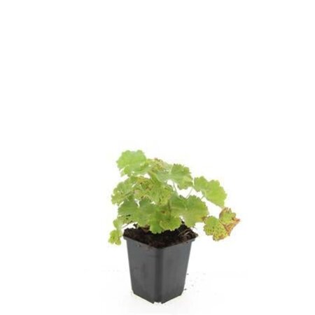 Alchemilla mollis geen maat specificatie 0,55L/P9cm - afbeelding 4