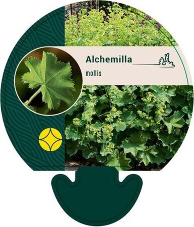 Alchemilla mollis geen maat specificatie 0,55L/P9cm - afbeelding 10