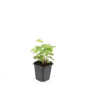 Alchemilla mollis geen maat specificatie 0,55L/P9cm - afbeelding 8