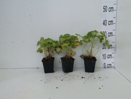 Alchemilla mollis geen maat specificatie 0,55L/P9cm - afbeelding 2