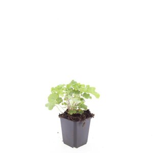 Alchemilla mollis geen maat specificatie 0,55L/P9cm - afbeelding 6