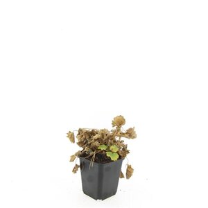 Alchemilla mollis geen maat specificatie 0,55L/P9cm - afbeelding 5