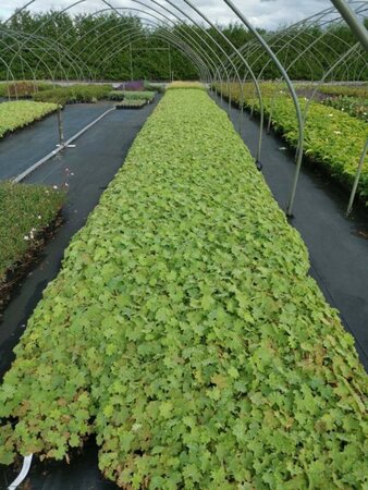 Alchemilla mollis geen maat specificatie 0,55L/P9cm - afbeelding 13