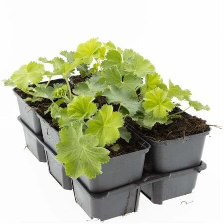 Alchemilla mollis geen maat specificatie 0,55L/P9cm - afbeelding 3