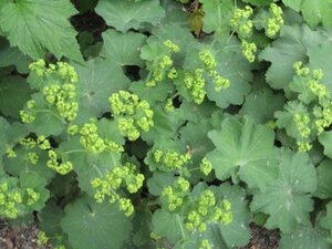 Alchemilla mollis geen maat specificatie 0,55L/P9cm - afbeelding 9