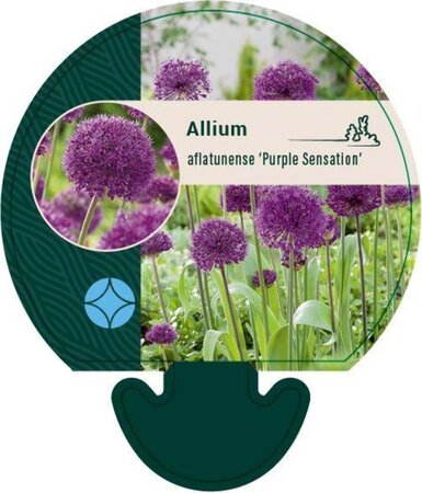 Allium 'Purple Sensation' geen maat specificatie 0,55L/P9cm - afbeelding 3