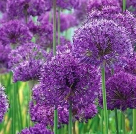 Allium 'Purple Sensation' geen maat specificatie 0,55L/P9cm - afbeelding 2