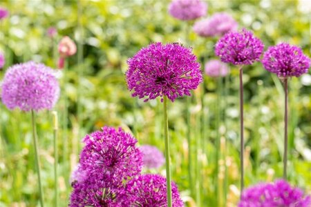 Allium 'Purple Sensation' geen maat specificatie 0,55L/P9cm - afbeelding 1